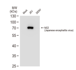 NS3 (JEV) antibody