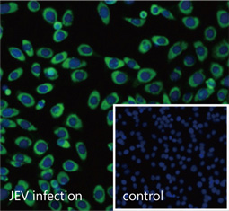 NS3 (JEV) antibody GTX125868