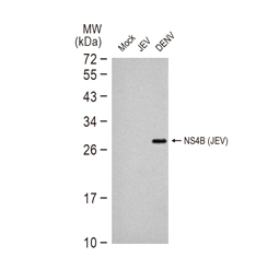 NS4B (JEV) antibody GTX125865
