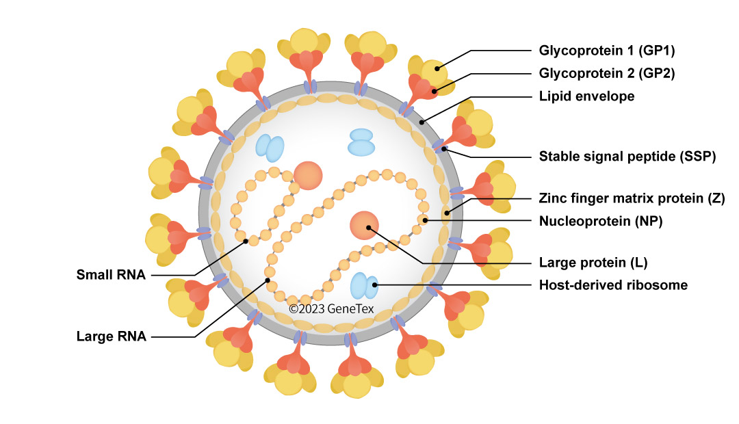 The Lassa Virus