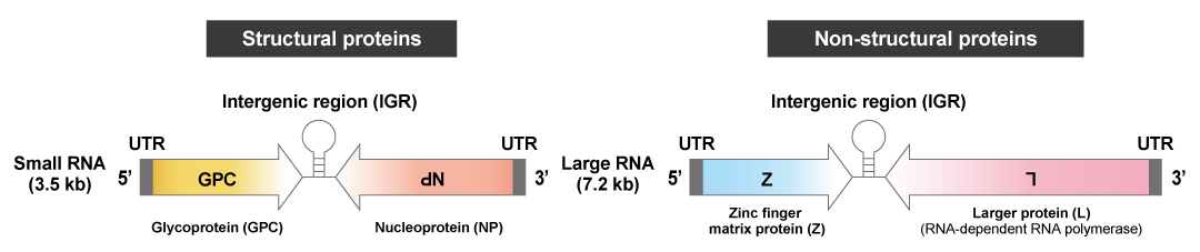 LASV genomic organization