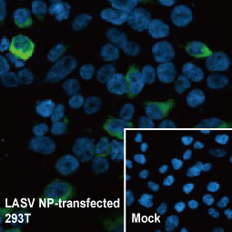 Lassa virus Nucleoprotein antibody [HL1392] (GTX636832)