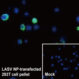 Lassa virus Nucleoprotein antibody (GTX134873)