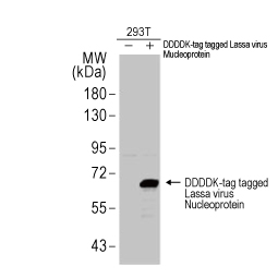 Lassa virus Nucleoprotein antibody (GTX134884)