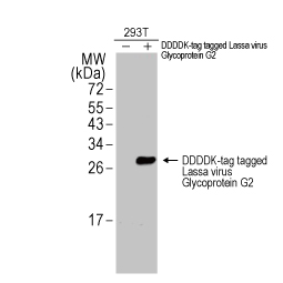 Lassa virus Glycoprotein G2 antibody (GTX134883)