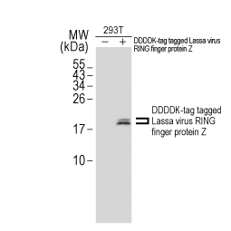 Lassa virus RING finger protein Z antibody (GTX134874)