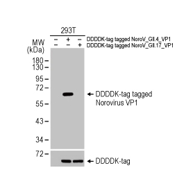 Norovirus VP1 antibody [HL1672] (GTX637271) (GII.4-specific)