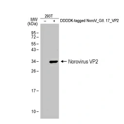 Norovirus VP2 antibody (GTX134386)