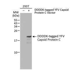 YFV Capsid Protein antibody