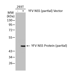 YFV NS5 protein antibody