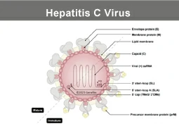 Hepatitis C Virus