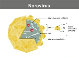 Norovirus