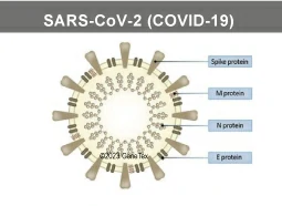 SARS-CoV-2 (COVID-19)