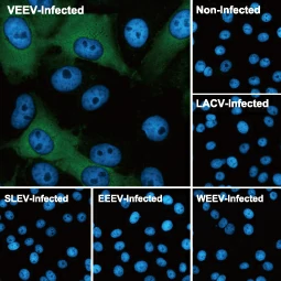 Venezuelan Equine Encephalitis Virus nsP2 antibody [HL1919] (GTX637668)