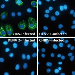 Zika Virus Envelope protein antibody (GTX133314)