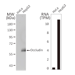 Occludin antibody (GTX114949)