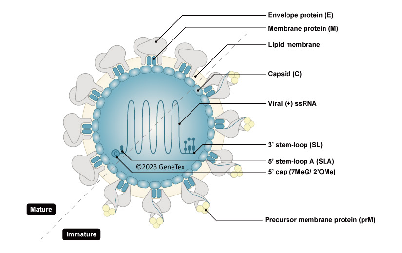 Zika virus