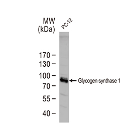 Glycogen synthase 1 antibody