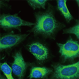 FACL4 antibody [C3], C-term