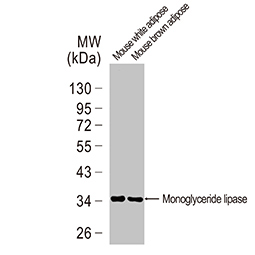 Monoglyceride lipase antibody