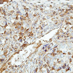 GK5 antibody