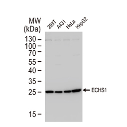 ECHS1 antibody [N1C2]