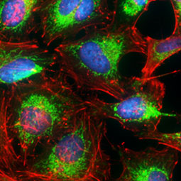 Prohibitin antibody (GTX101105) 