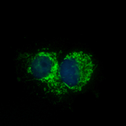 Mitofilin antibody (GTX115523)