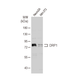 DRP1 antibody (GTX135364)