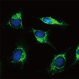 GLUD antibody