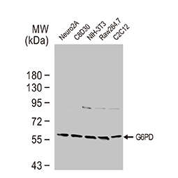 G6PD antibody