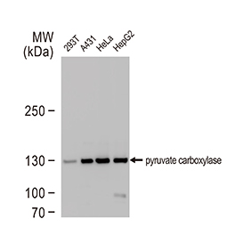 Pyruvate Carboxylase antibody