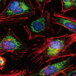 Citrate synthase antibody [GT1761]