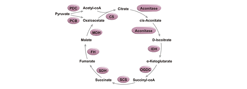 三羧酸循环/柠檬酸循环