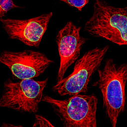 Lamin-A-C-antibody