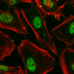 Nuclear Matrix Protein p84 antibody [5E10]