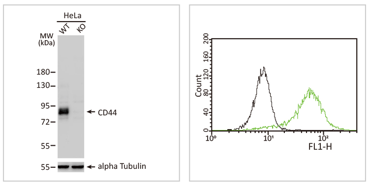 CD44 antibody [GT462] (GTX628895)