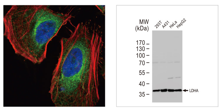 LDHA antibody