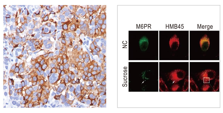 Melan A antibody [A103]