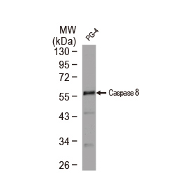 Caspase 8 antibody