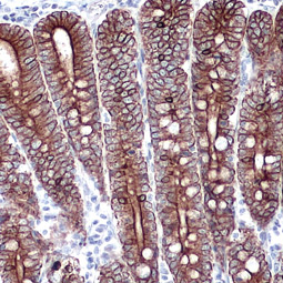 Cytokeratin 18 antibody [N2C2], Internal