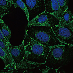 E-Cadherin antibody [N3C2], Internal