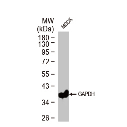GAPDH antibody [GT239] - VetSignal