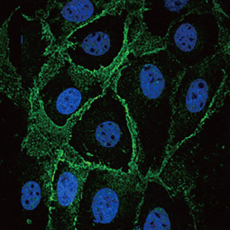 Integrin beta 1 / CD29 antibody