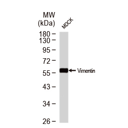 Vimentin antibody