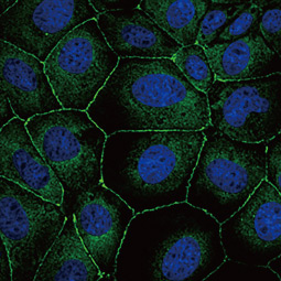 ZO-1 antibody