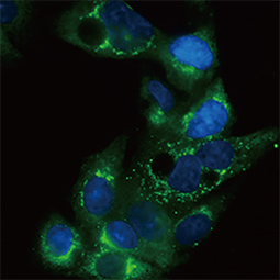 Apolipoprotein E antibody [C2C3], C-term