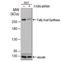 Fatty Acid Synthase antibody [N1], N-term (GTX109833)