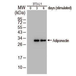 Adiponectin antibody (GTX112777)