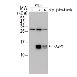 FABP4 antibody [N3C3] (GTX116036)